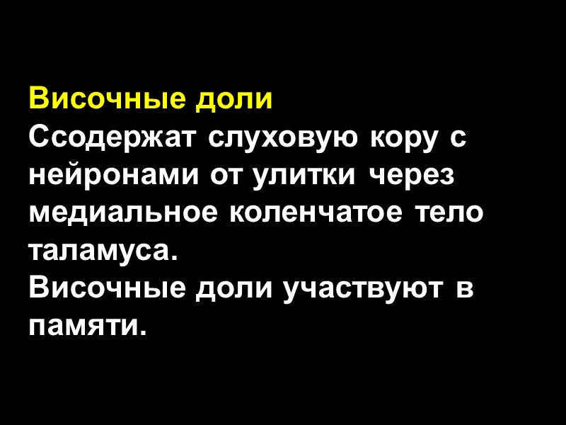 Височные доли  Cсодержат слуховую кору с нейронами от улитки через медиальное коленчатое тело